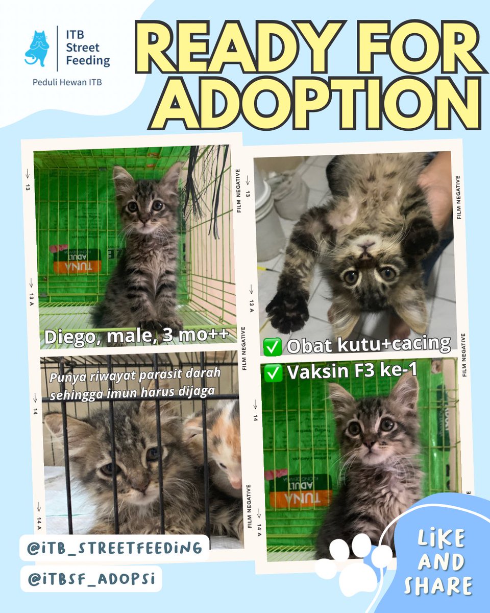 ITBSF's tweet photo. Kitten asuhan ITBSF siap diadopsi (20/03/2023)
Syarat dan ketentuan adopsi di foto ke-3 ygy. Formulir adopsi di https://t.co/vKal9a9aTp
#kucingitb #itbstreetfeeding #adopsijanganbeli #prosterilkucing #adopsikucingbandung https://t.co/hrk9FJgEkx