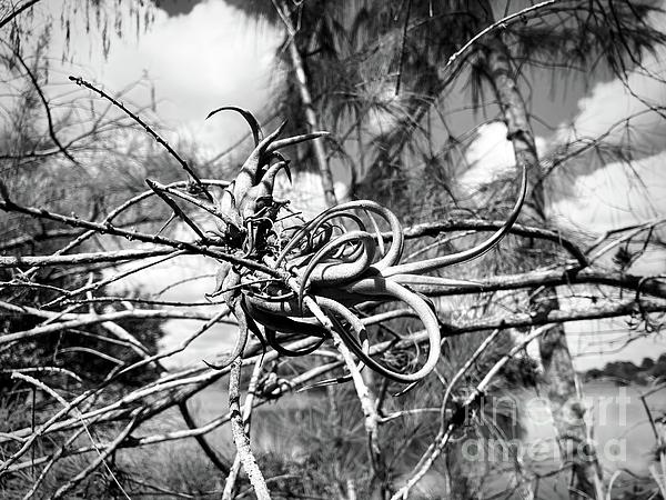 JAYDFOTO's tweet photo. New artwork for sale! - "Black and White Balance" - https://t.co/OTbjaktlOa @fineartamerica https://t.co/Dlkgz0R2bv