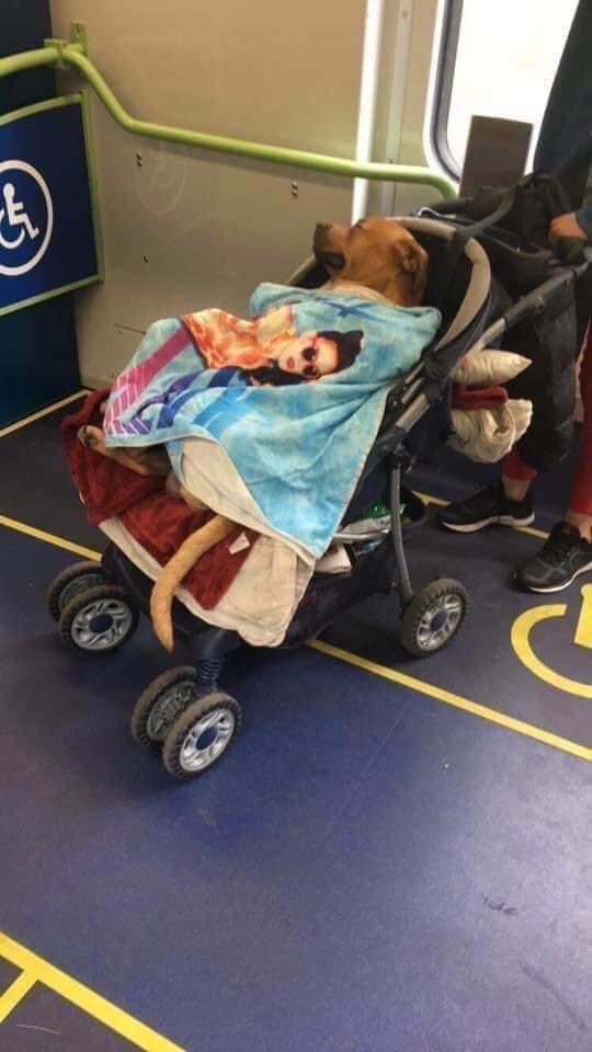 💖 (@twaniimals) on Twitter photo 