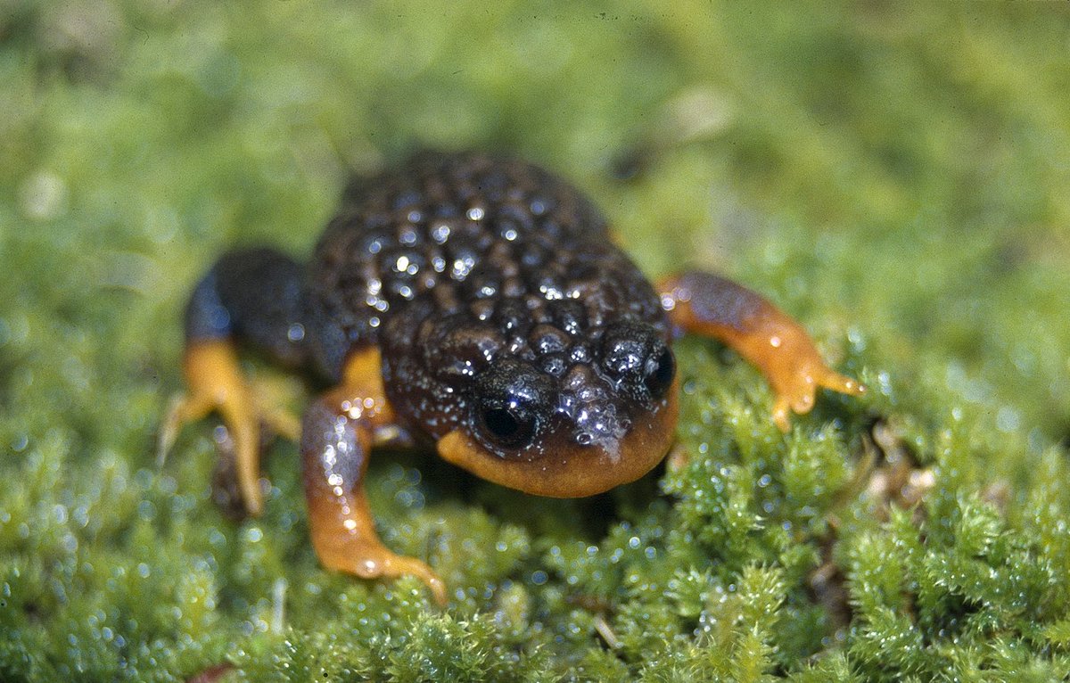 Dr_Rob_Davis's tweet photo. This World Frog Day let’s spare a thought for our incredible amphibian friends like the threatened Sunset Frog - endemic to the Walpole region of Western Australia. Frogs are in the most threatened class of vertebrates in the world and need our help more than ever. 

Pics: mine. https://t.co/9QIQSfXCMc