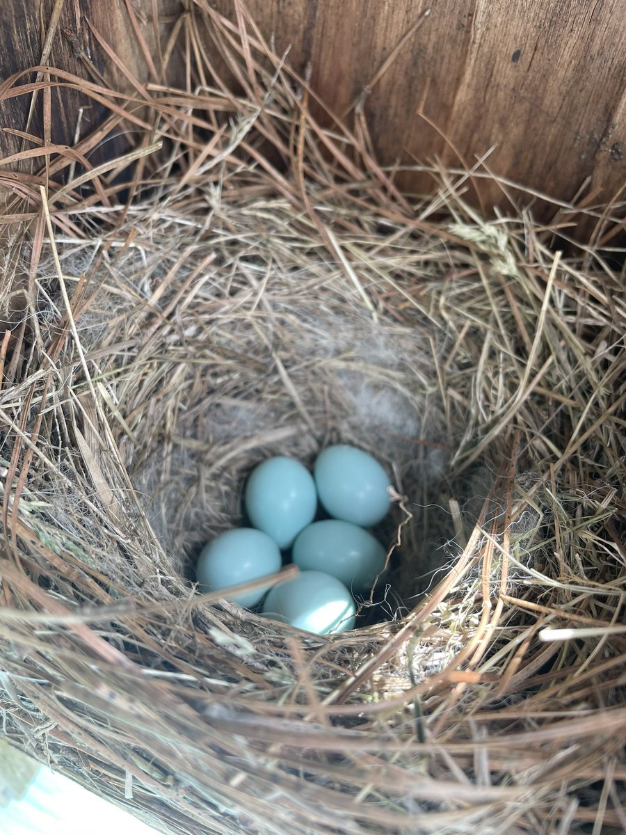 NextDocHolliday's tweet photo. Even though it feels like winter this week, there’s signs of spring in the country…a very handsome bluebird who’s been stalking me to make sure his babies’ nest is safe from the big white dog (I assured him it is, and he seemed satisfied) and blueberries on the bush. 🐦 🪺 🫐 https://t.co/8LCLH4vztr