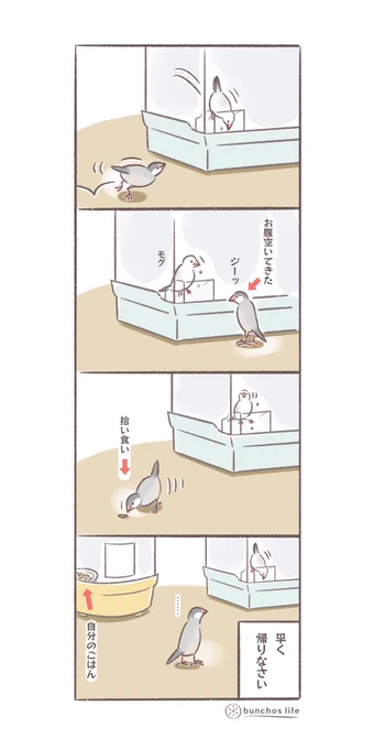 お腹空いたけど帰りたくない、定期的に繰り広げられる光景
#文鳥 
#4コマ漫画 