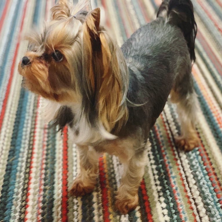 Barkbringer's tweet photo. @MissGinaDarling I’d be very mad if you told me I was a good boy anyway. 👀 https://t.co/OxvdNdgJXo