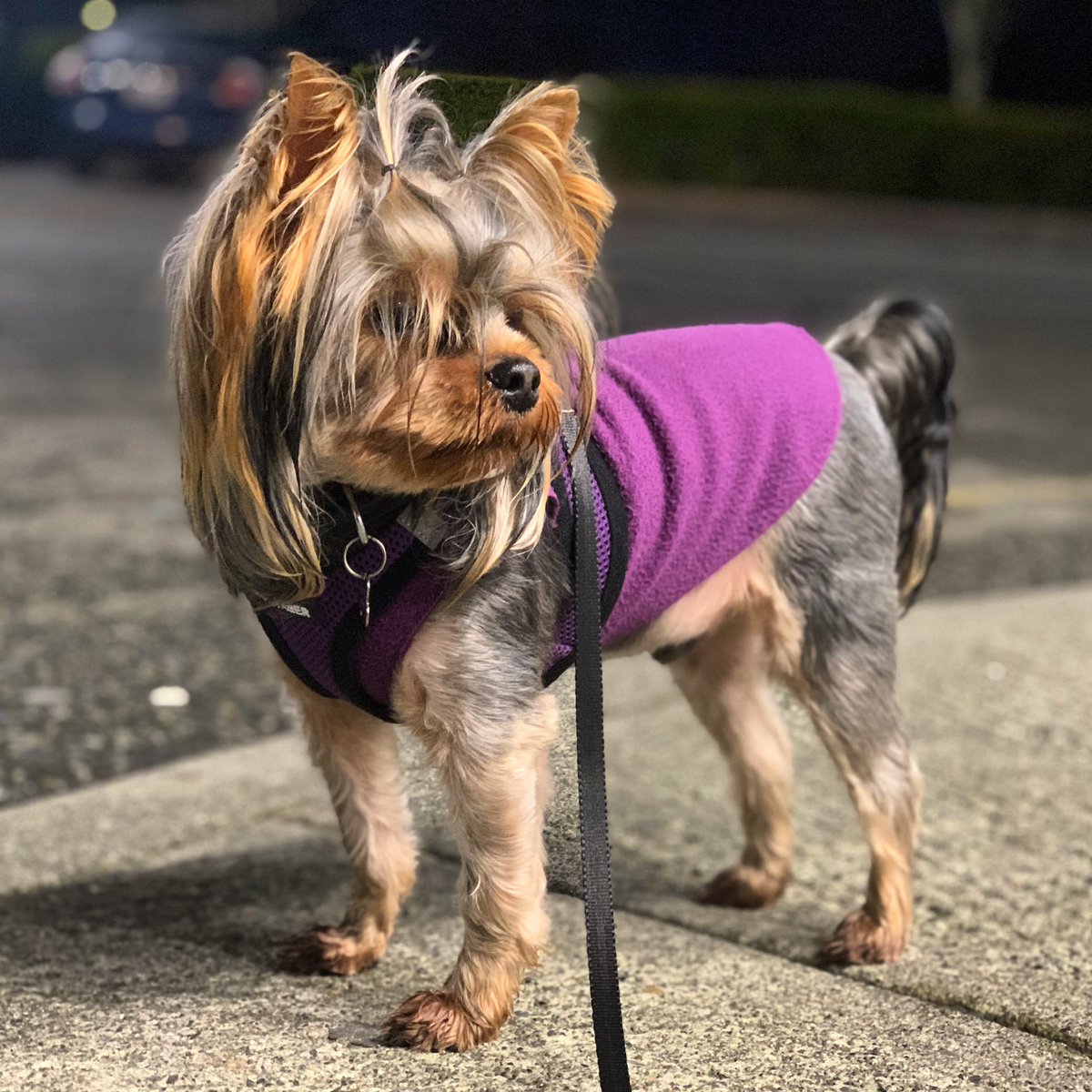 Barkbringer's tweet photo. @MissGinaDarling I’d be very mad if you told me I was a good boy anyway. 👀 https://t.co/OxvdNdgJXo