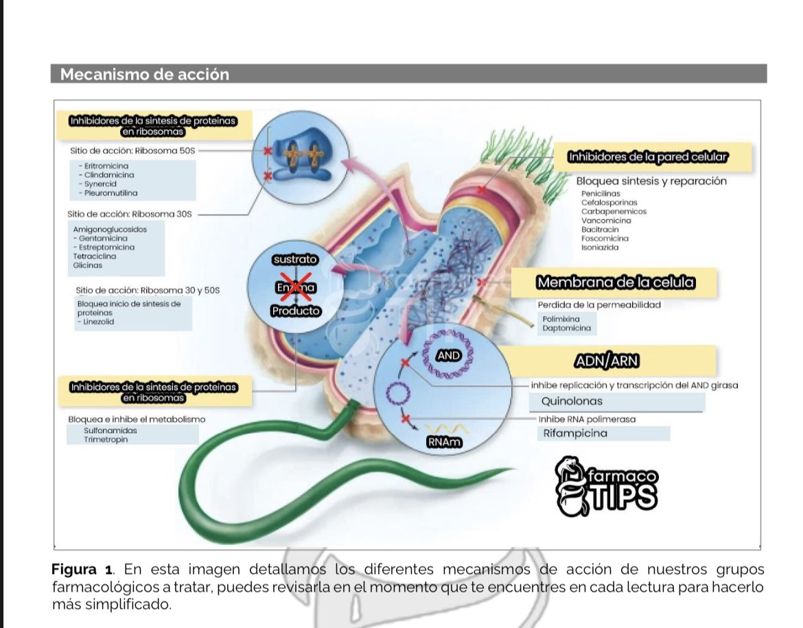 farmacotips's tweet photo. ANUNCIÓ📢

Manual de antibióticos V3✨

- Videoclases por cada tema con QR 
- Tablas de antibióticos 
- Manual completo 
- Mucho más. 

Regalare 5 copias entre quienes den RT a este tuit y respondan “ATB” en 24h. 

Link: https://t.co/H2PFKBktns.. https://t.co/ofHmK9sKy1