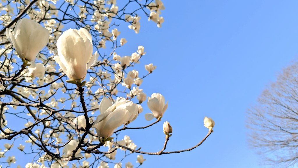 no humans flower tree outdoors sky scenery white flower  illustration images