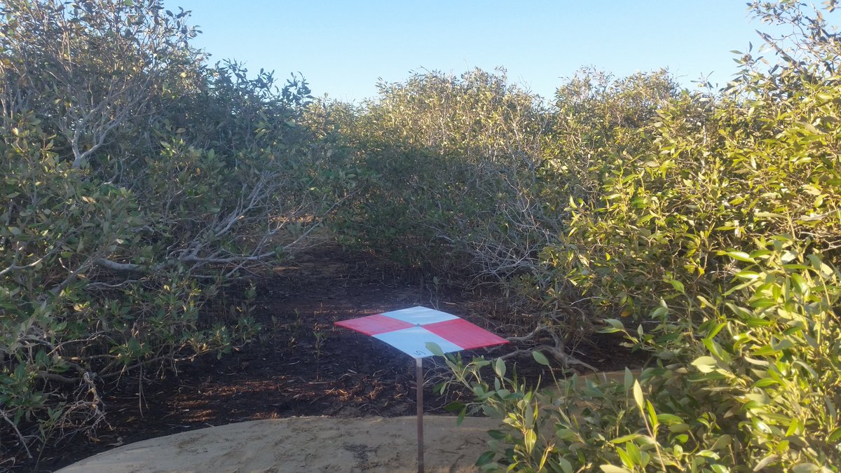 Dr Sharyn Hickey tweet media