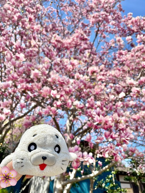 一緒にお花見散歩🌸🚶🦭✨#ゴマちゃん #桜2023 #ゴマ助 #ぬい活 #お花見 