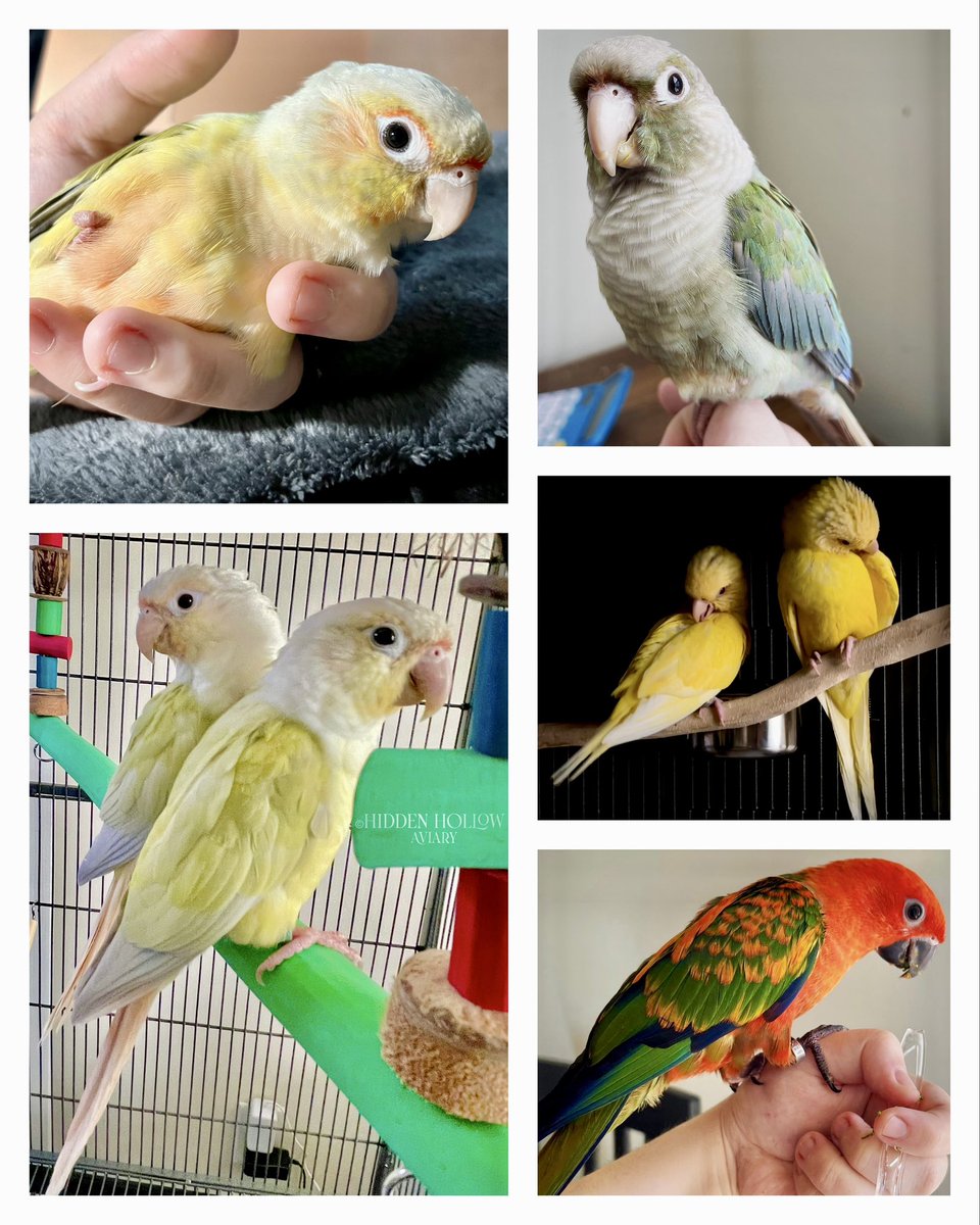 toushaee's tweet photo. It's been 2.5 years since my last tweet. Still drowning in homework (got my B.A. &amp; am now working toward my M.S.) and the pandemic is still doing its thing, but oh hey look at that I got birds &amp; they're kind of the best. https://t.co/udPy383JWT