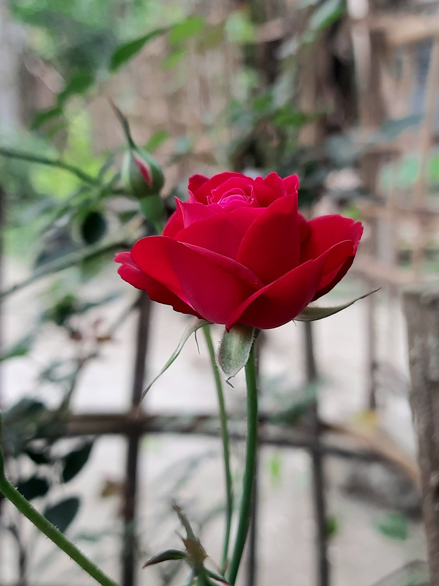 Lakhyadeep8's tweet photo. ঘৰখন মোৰো দুখীয়া 
কিন্তু গোলাপৰ টো মোতকৈও কাইটীয়া 🥀
তথাপিও ইমান ধুনীয়া ! কেনেকৈ ?
সকলোবোৰ নিজস্ব দৃষ্টিকোণৰ ওপৰতেই নিৰ্ভৰ কৰে । তেন্তে🤔
বেয়া নাপাবা #গোলাপ মই তোমাতকৈ ও ধুনীয়া😊
#roses  #freeMindset #Twitter https://t.co/3emymUdKKa