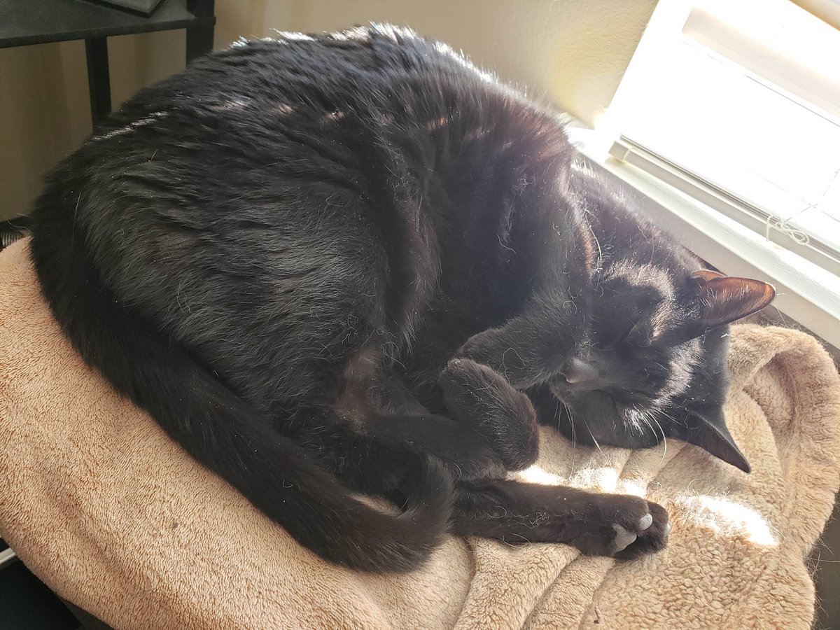 jenzy291's tweet photo. Kitties are too damn cute, and I still vow to have black kitties until the end of my days 🥹😭🥰My little void baby Lily 😍
#blackcats #CatsOnTwitter #cute https://t.co/8LqMUh3JIE