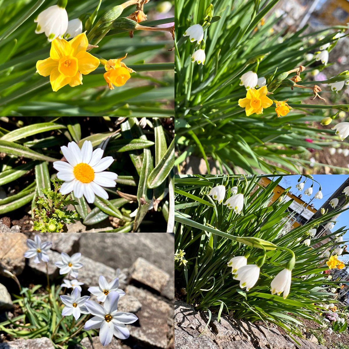 kanameya_3daime's tweet image. 春を感じるひと時
#春を感じる
#通勤途中にパシャリ 
#springhascome