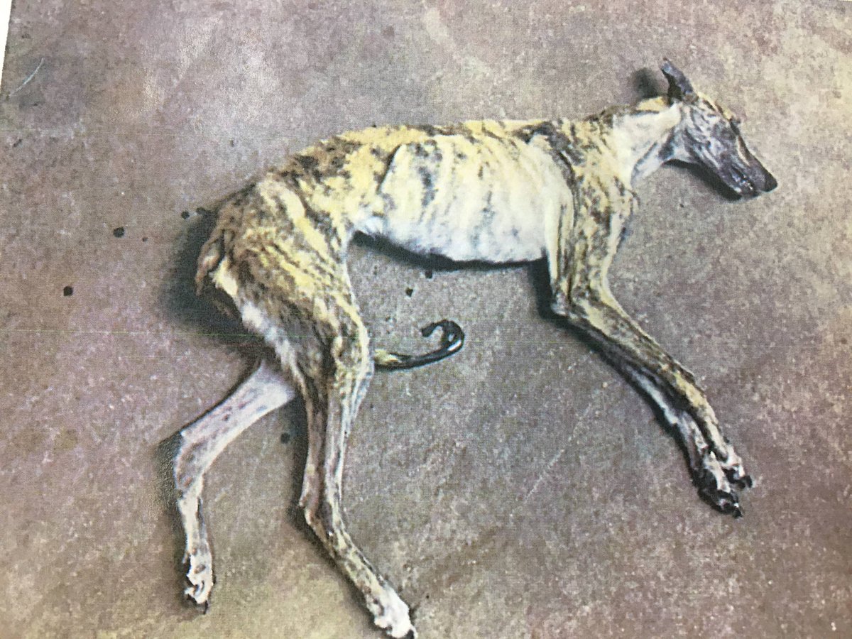 Stop Dog Racing Australia tweet media