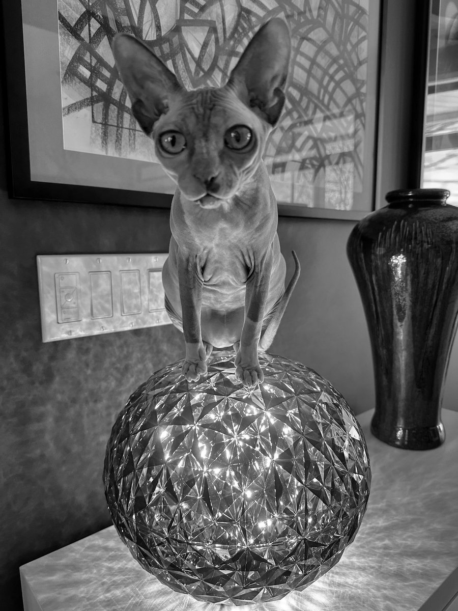 matlack's tweet photo. Day 19 of #frmSayCheese #photohunt. Today’s creative prompt is #blackandwhite.
@pixelencija @FatElrato23 @fatratmafia #fcats ;) #iPhone14 https://t.co/hkKIaAtsQl