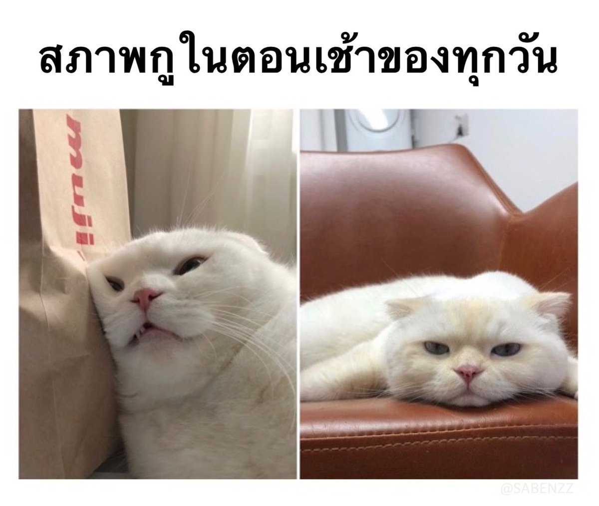 SABENZZ's tweet photo. สภาพกูแบบนี้เลย 55555555555555555 https://t.co/fKoRv8qfAD