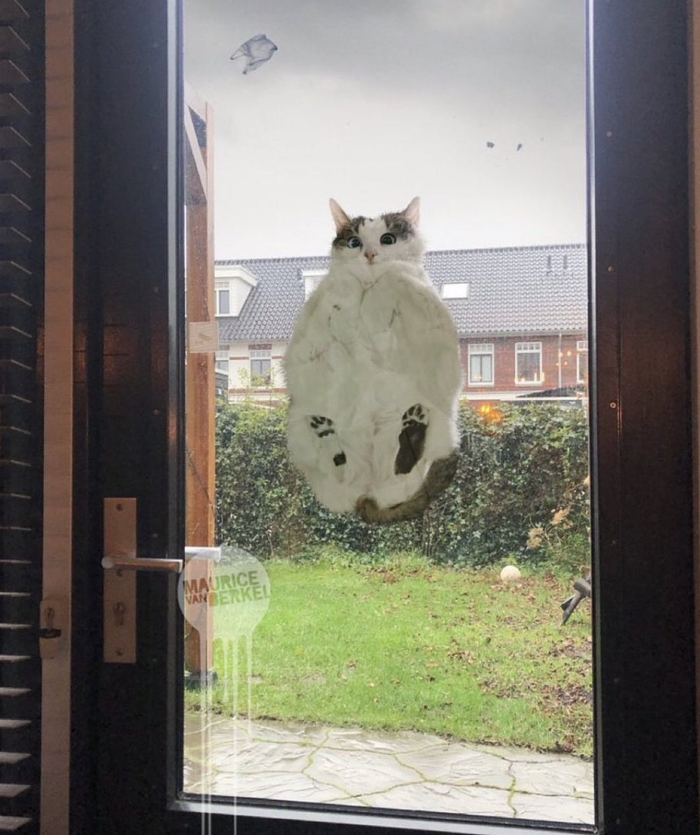 ShouldHaveCat's tweet photo. https://t.co/f5NLyprfs0