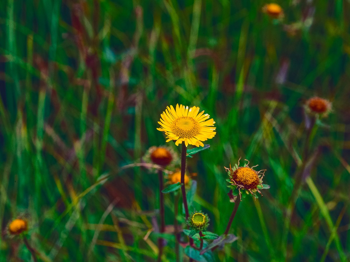 オゼミズギクという花らしいです。

Nikon F2フォトミックA
Ai Zoom-NIKKOR35-70mm F3.5
FUJIFILM FUJICHROME Velvia50

#写真好きな人と繋がりたい #スナップ写真 #フィルム写真 #リバーサルフィルム #filmphotography #風景写真 #自然 #オールドレンズ #尾瀬 #山野草 #花の写真 #flowerphotography