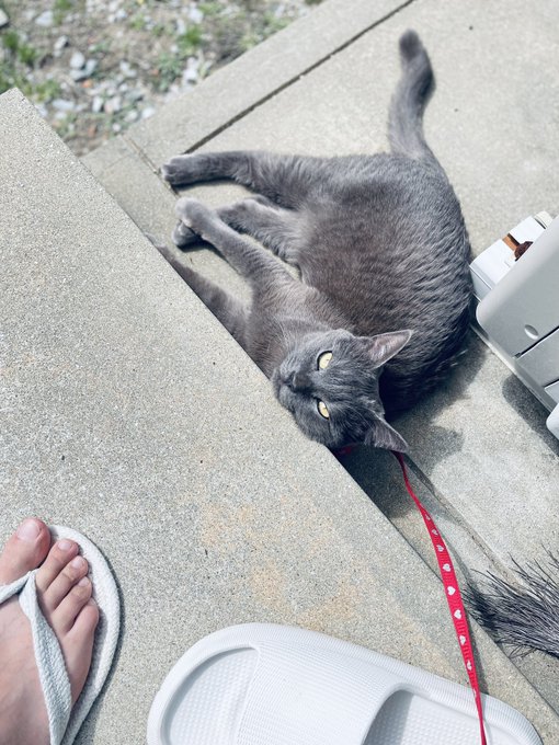 猫畜生の日向ぼっこ付き合うの花粉がきつすぎる… 