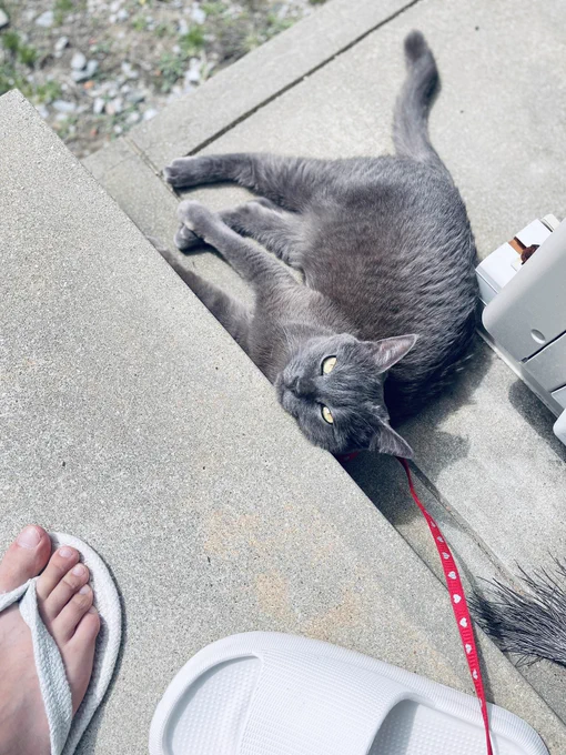 猫畜生の日向ぼっこ付き合うの花粉がきつすぎる… 