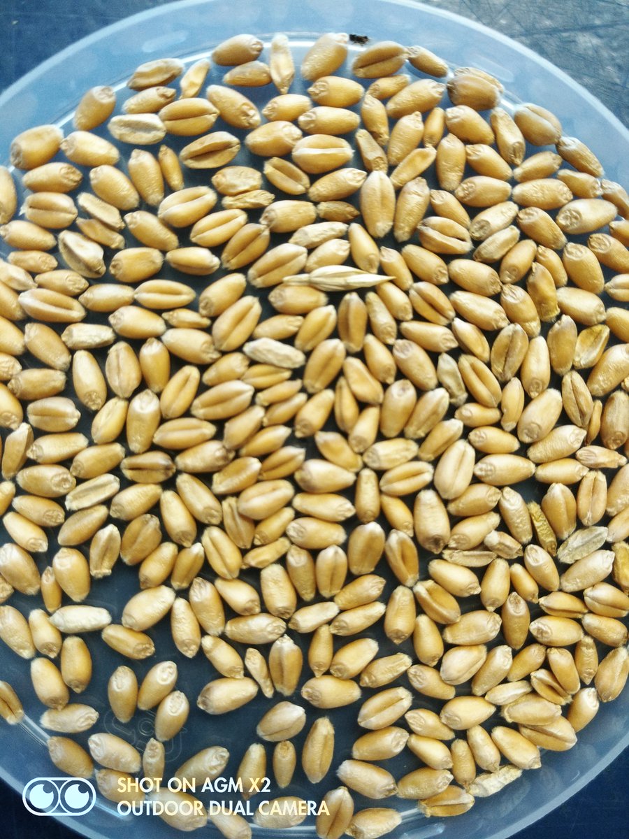 JRutkoski's tweet image. Can you guess what % of kernels in this sample are damaged by scab? Every year we rate 2000+ samples like this. 

Thx to J. Wu, G. Chowdhary, @ajacker, @rgaire, &amp;amp; @USWBSI, we are closer to the day when AI and cell phone cameras will do this work for us.  doi.org/10.1002/ppj2.2…