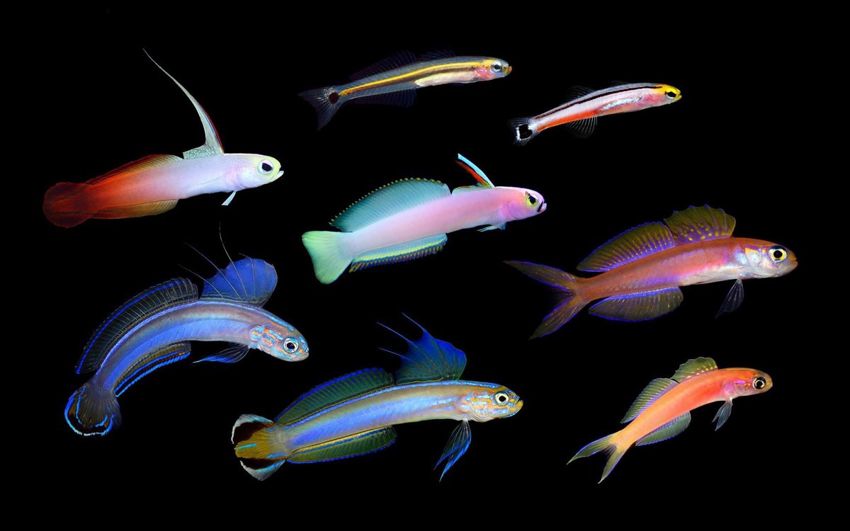 GAY SARDINES. Spread the word. You thought there was just one?