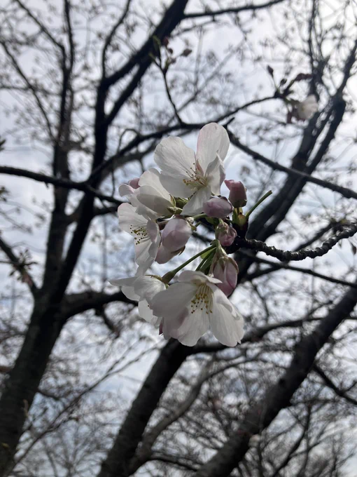 咲き始めた 