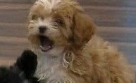 Maximil32063271's tweet photo. Caramelo: Como que me tengo que ir con la Peronista!!?
#Romina #GH23 #gh2022 #GranHermano2022 https://t.co/Bq01K5riRE