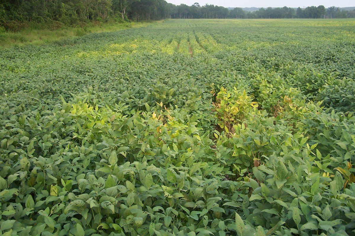 alabamaED's tweet photo. NEMATODE MONDAY Stunting, yellowing &amp; low yieldsare symptoms of nematode injury in soybean. These can be confused w/t other disorders such as nutrient deficiency, soil compaction or chemical injury which is why symptomatic areas should be tested for nematodes #Nematodes #Soybean https://t.co/9YvbrbO7e6