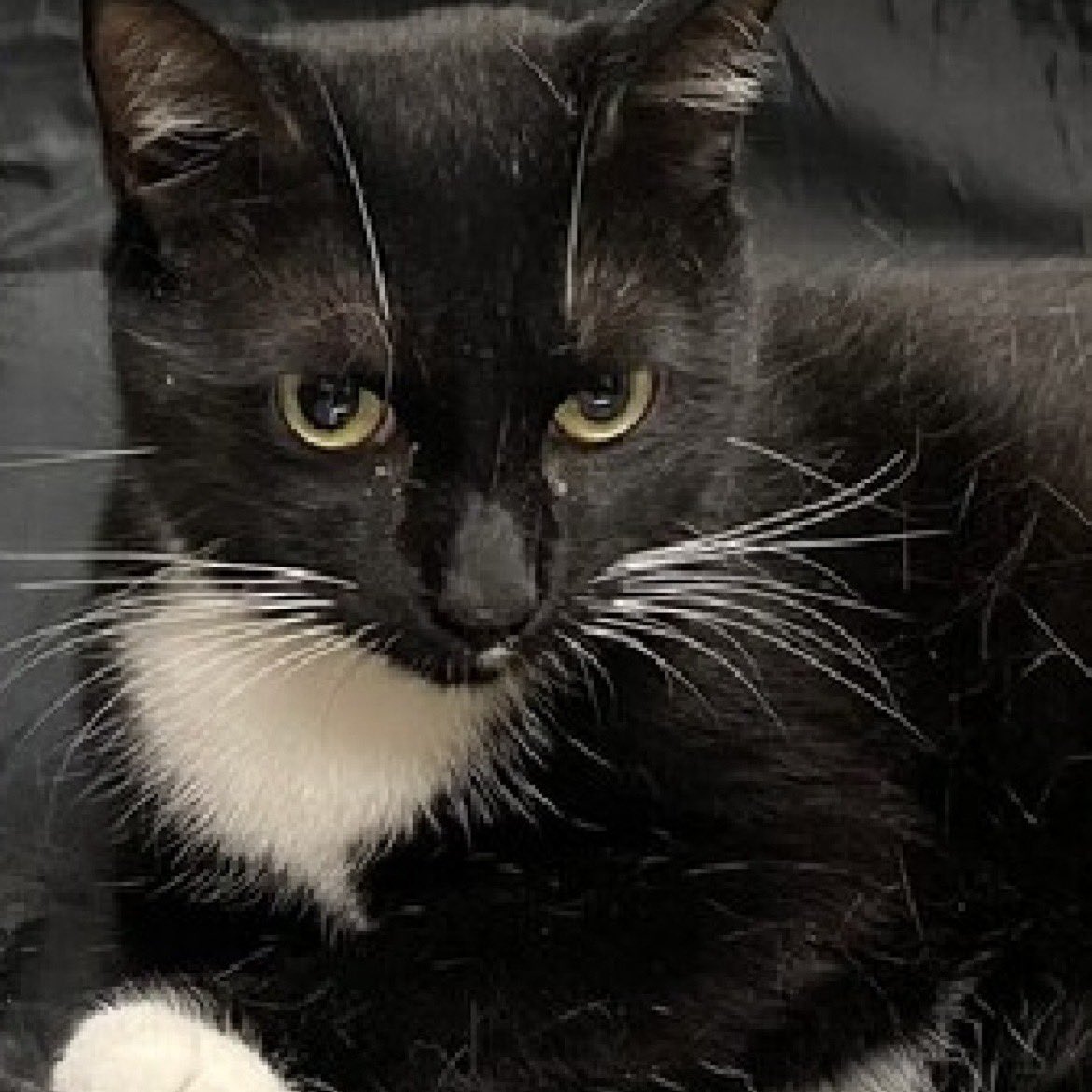 Kimberlykokourt's tweet photo. Beautiful 2 Year Old Spayed Female #Cat Named #Loreo Is Scheduled For Euthanasia On Tuesday March 21, 2023 At 12PM &amp; Must Be Pulled By A #NewHopePartner #Rescue! #ID159533! Healthy #Kitty! #CatsOfTwitter Location: #Brooklyn Animal Care Center (#NYCACC Shelter )! #NYC #NY #PA RT https://t.co/ZkqHvNCm5i