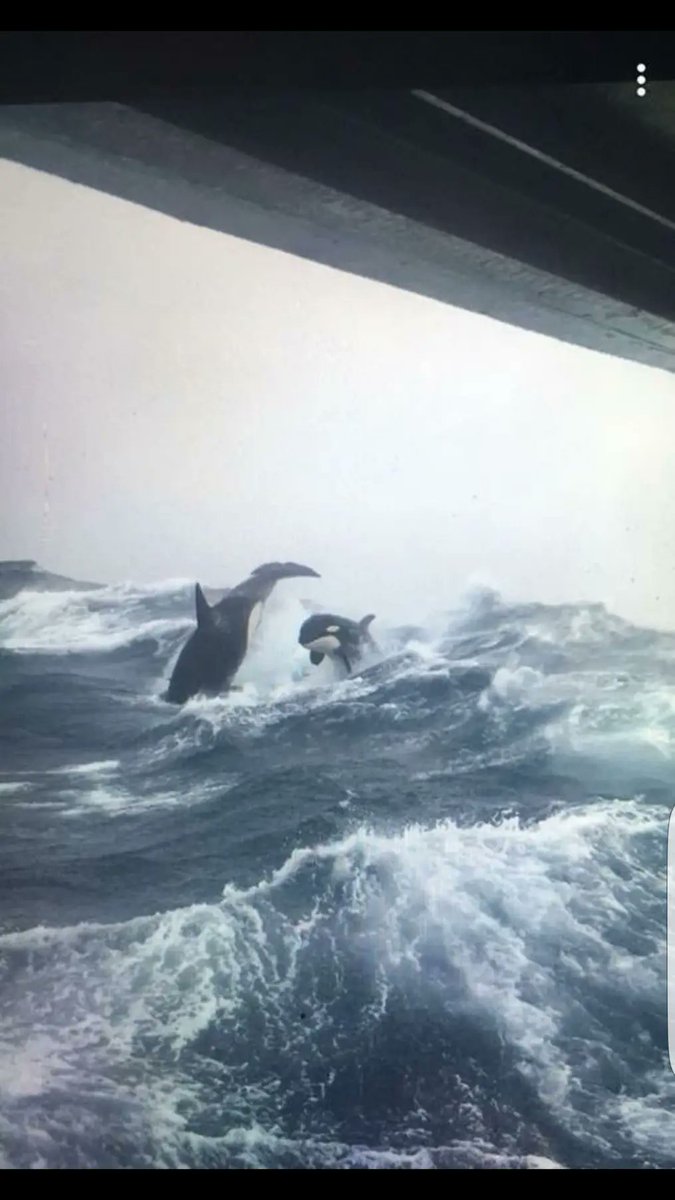 MsCiencia2's tweet photo. Orcas rompiendo en mares agitados. Fotografía tomada desde un barco de pesca cerca de la costa de Nueva Escocia https://t.co/DJTYhyl3Rz