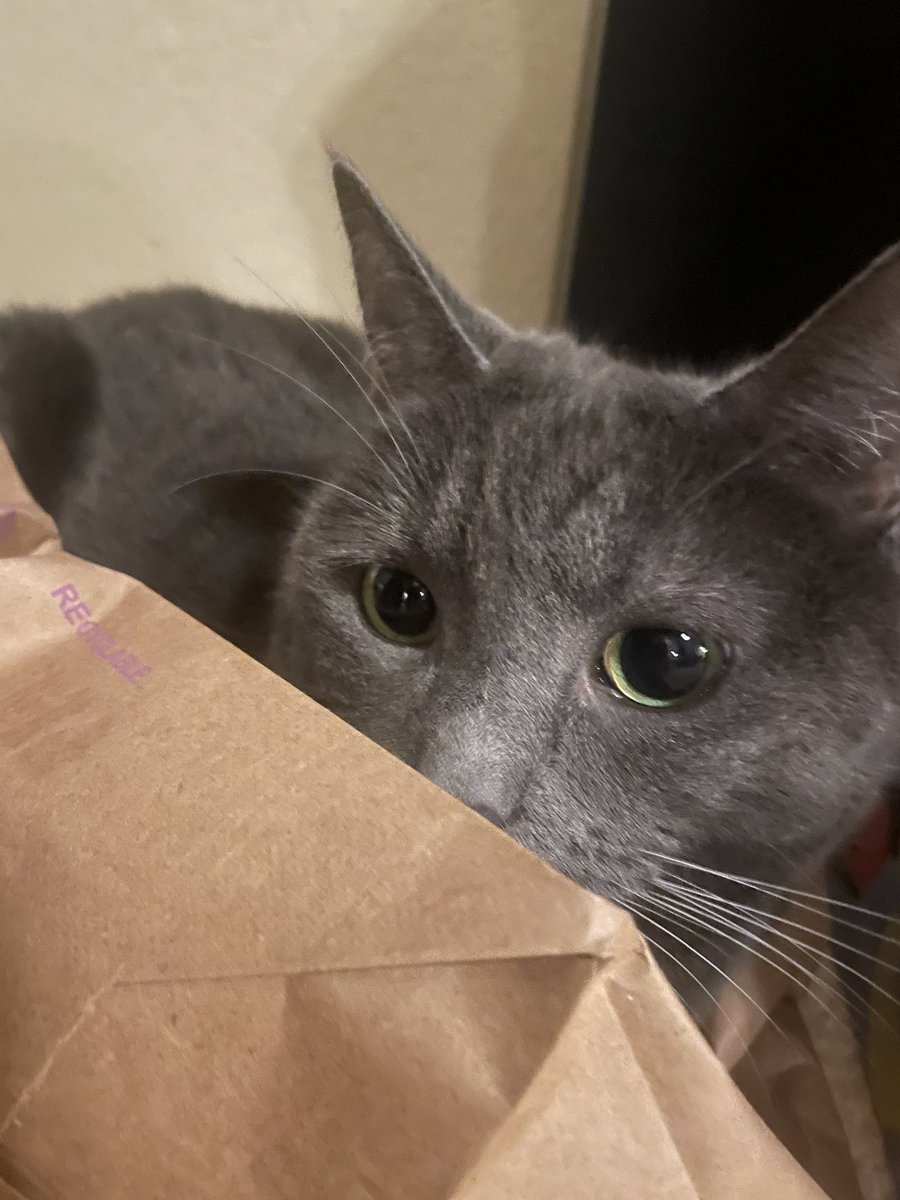 andi_leigh98's tweet photo. RIP to the my 2 cats’ jar of @TemptationsCats treats that were raided by ants. Even with the lid on they snuck in. Winnie watched us put the jar outside and was meowing for her treats. I feel so bad for her, like 6 bags from Christmas and their birthdays I have to trash 😪💀 https://t.co/GCup1wlbY3