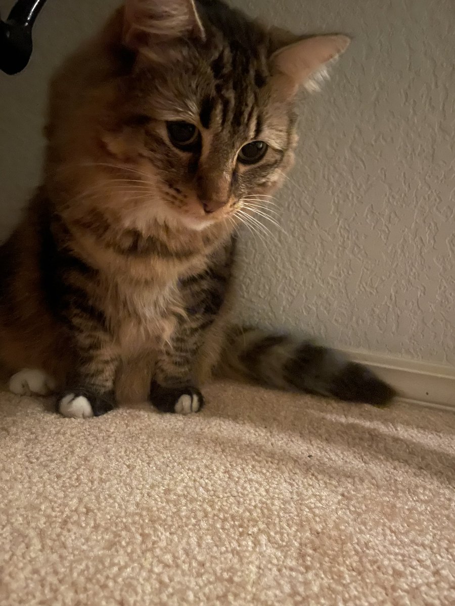 andi_leigh98's tweet photo. RIP to the my 2 cats’ jar of @TemptationsCats treats that were raided by ants. Even with the lid on they snuck in. Winnie watched us put the jar outside and was meowing for her treats. I feel so bad for her, like 6 bags from Christmas and their birthdays I have to trash 😪💀 https://t.co/GCup1wlbY3