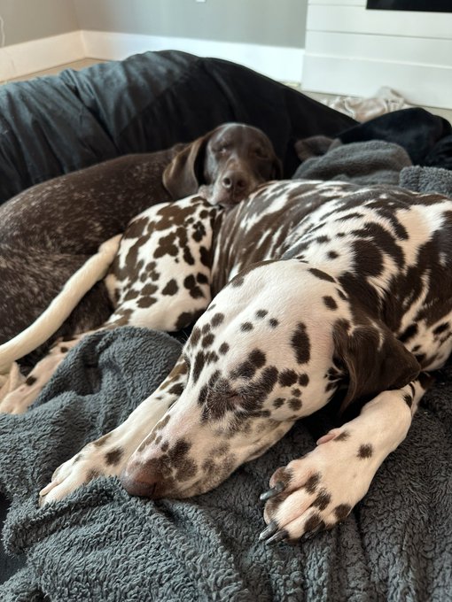 1 pic. i got the pups a bean bag n its ko’s fav thing besides riv ❤️‍???? https://t.co/fNEQRFfEgL