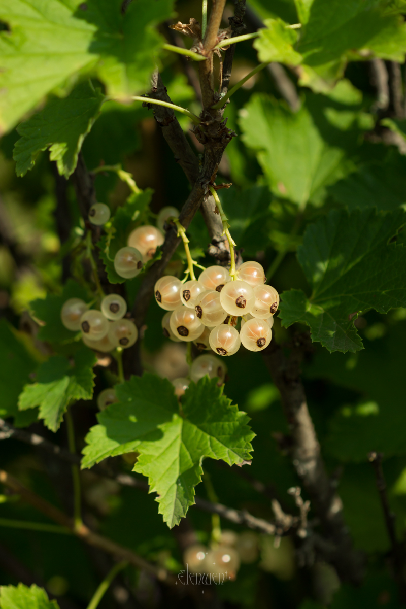 elena__volgina's tweet photo. 🌿🍇 #RibesRubrum #Ribes #Grossulariaceae
#СмородинаБелая #СмородинаКрасная #Смородина #Крыжовниковые https://t.co/nrjmdukNoR