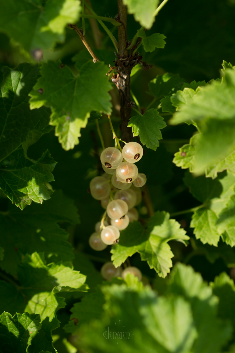 elena__volgina's tweet photo. 🌿🍇 #RibesRubrum #Ribes #Grossulariaceae
#СмородинаБелая #СмородинаКрасная #Смородина #Крыжовниковые https://t.co/nrjmdukNoR