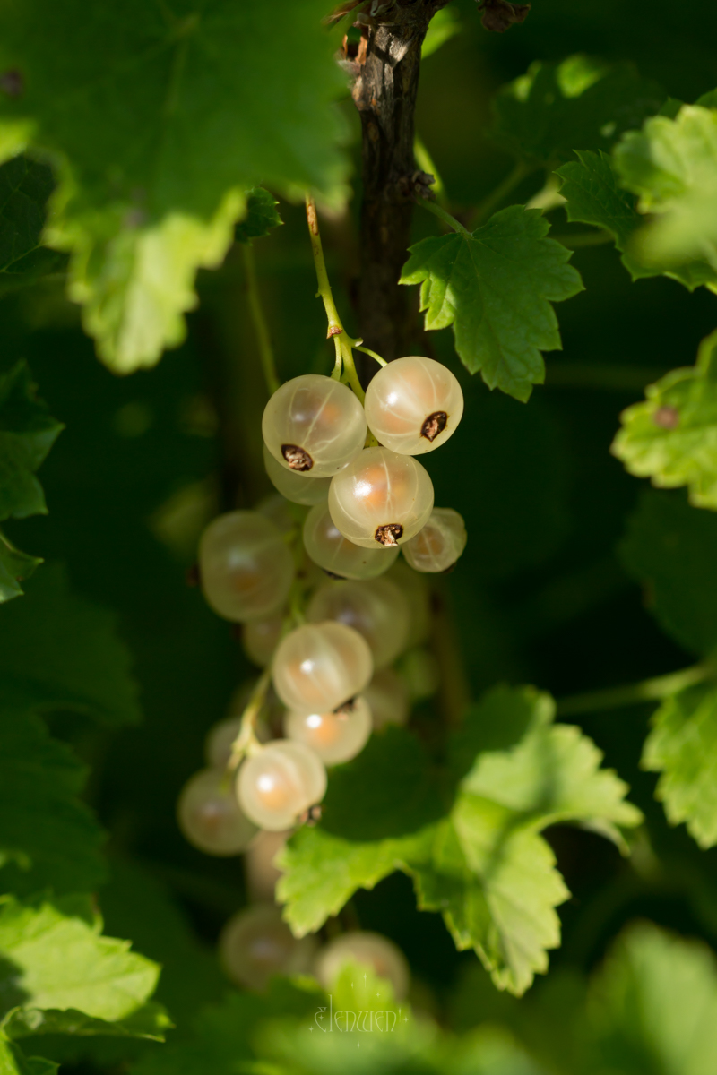 elena__volgina's tweet photo. 🌿🍇 #RibesRubrum #Ribes #Grossulariaceae
#СмородинаБелая #СмородинаКрасная #Смородина #Крыжовниковые https://t.co/nrjmdukNoR