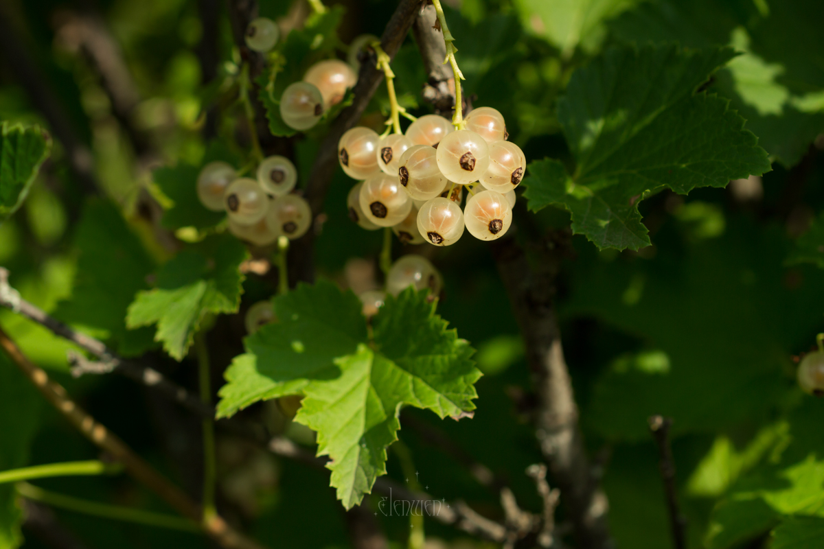 elena__volgina's tweet photo. 🌿🍇 #RibesRubrum #Ribes #Grossulariaceae
#СмородинаБелая #СмородинаКрасная #Смородина #Крыжовниковые https://t.co/nrjmdukNoR