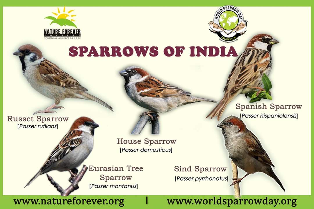 NatureForever's tweet photo. Since 2010 on 20th March Nature Forever Society Initiated World Sparrow Day has now become a citizen movement. We from World Sparrow Day Secretariat wishes everyone today ‘Happy World Sparrow Day’ to one &amp; All. Your support for this cause means a lot help for our little Sparrows. https://t.co/QxF5gyfmGX