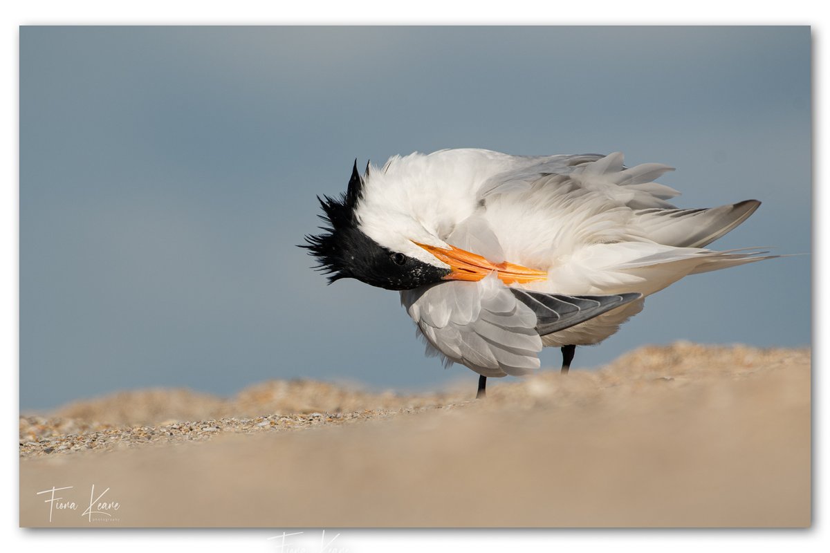 fiona keane tweet media