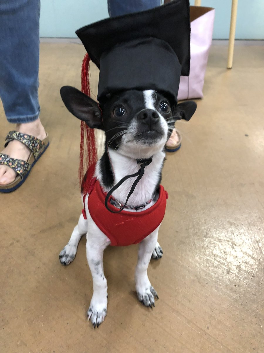 TrumanBuster's tweet photo. Look…I graduated from puppy school!  🐾💕 https://t.co/1lGzXmR1Lj