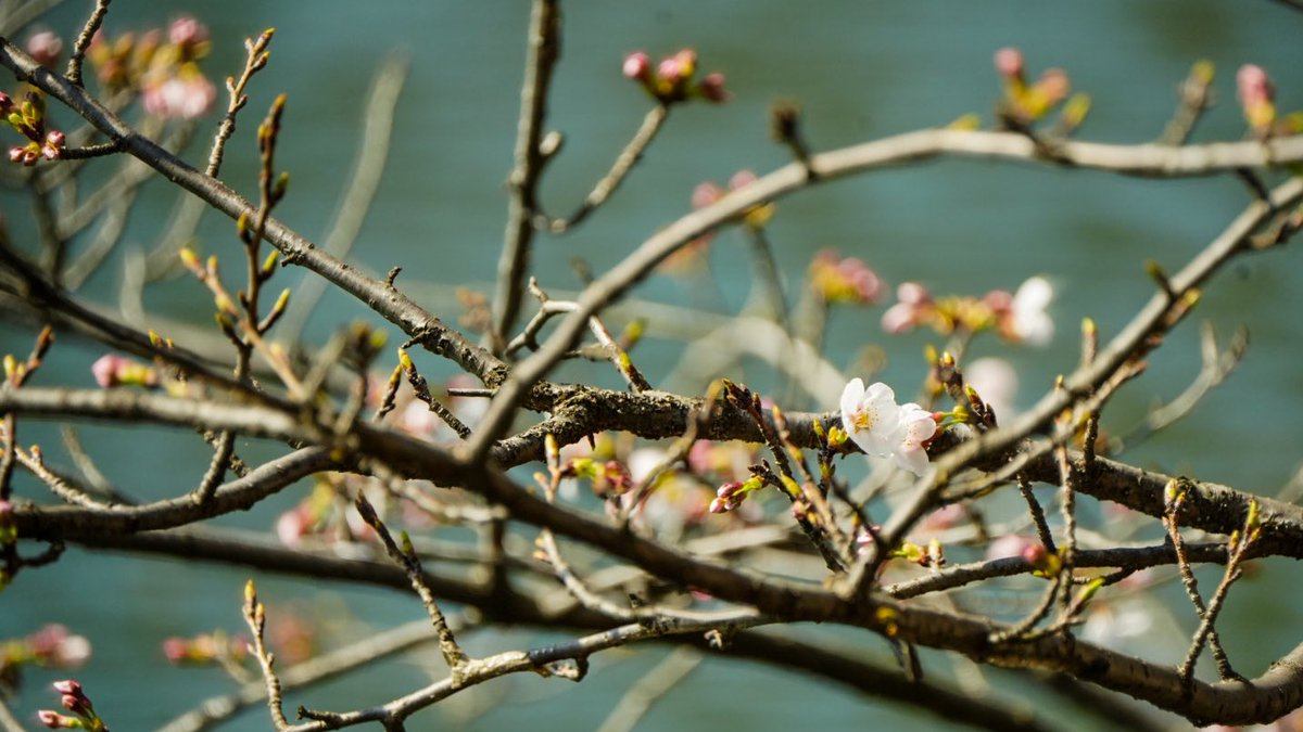 Sanbo3104's tweet photo. 桜もう少しですね🌸
in 井の頭公園
#tamron50400 #kani_filter #plfilter #井の頭公園 #sony #桜 #さくら https://t.co/8moNJNYr93