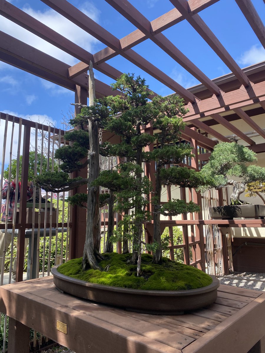 madee_g's tweet photo. last Sunday @ Japanese Friendship Garden in San Diego :) https://t.co/8oKciO4OOm