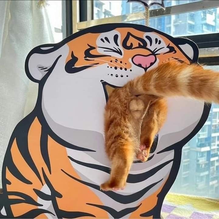 cats being weird little guys 👅 (@weirdlilguys) on Twitter photo 