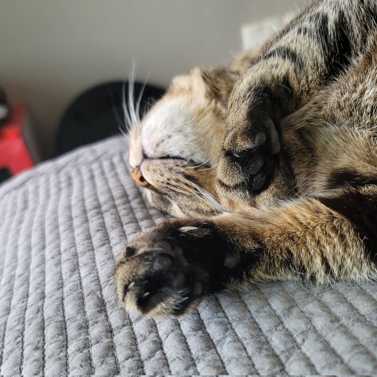 요즘잘자뚱냥이