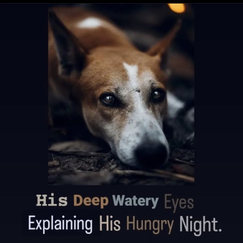 HelpingHandsahm's tweet photo. Please feed our community friends in the surrounding 👏 https://t.co/vfrQcEYCRT
