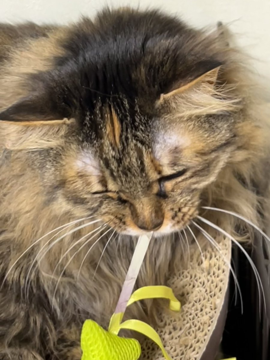 「つみれ🍢もあそびたいんじゃ〜🍀」はいはい、この頃、よつば🍀の様子見ておもちゃ遊びに目覚めたつみれ🍢なにか、若々しいにゃ❣️🤭
#キジトラ保護猫　#猫のいる生活🐈