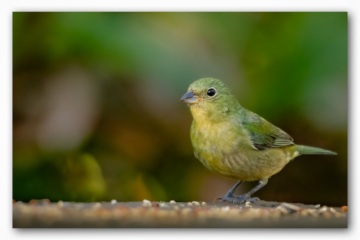 fiona keane tweet media