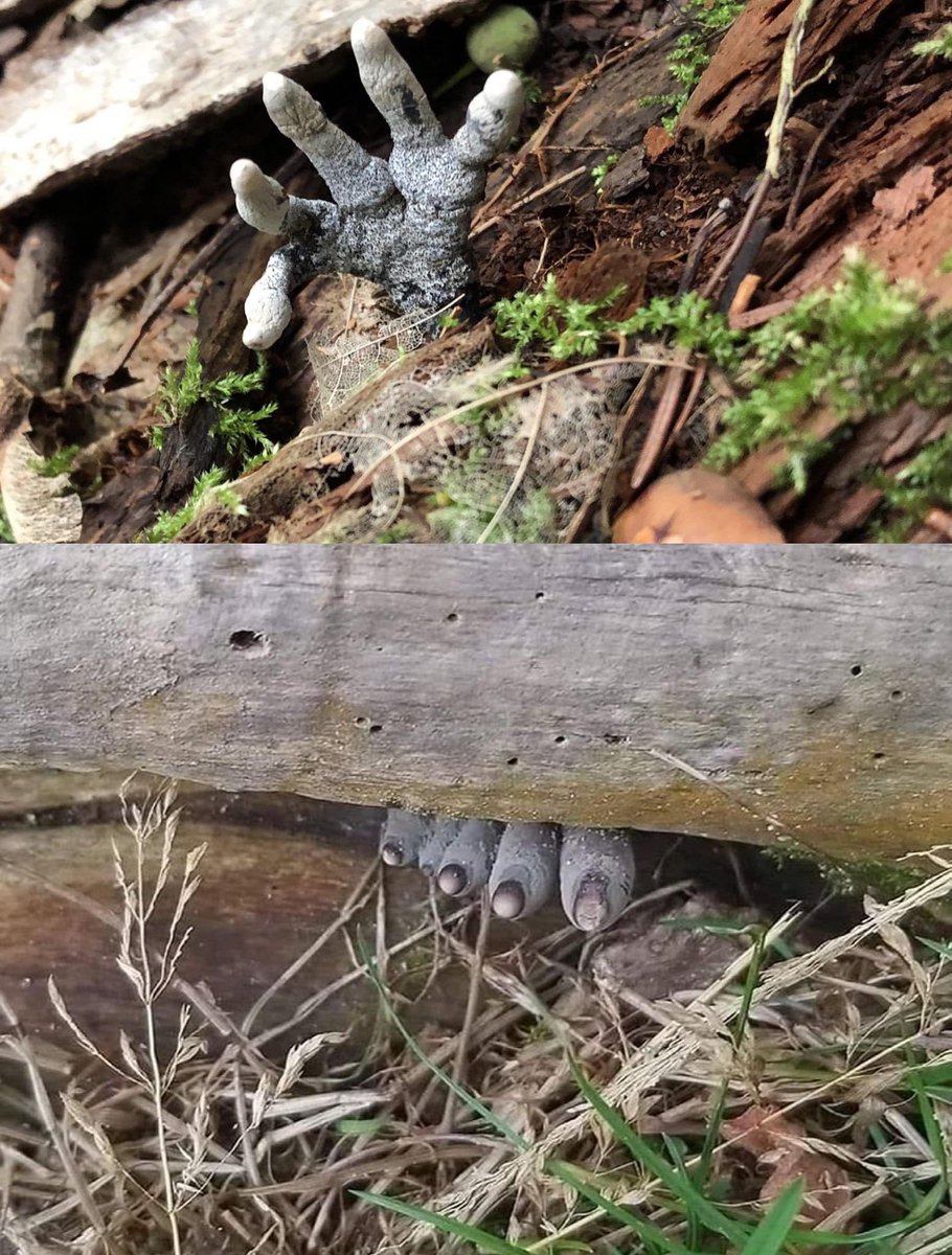 Dedos de muerto.

El hongo Xylaria polymorpha, también conocido como "dedos de muerto", es una especie de hongo que se nutre principalmente de madera en descomposición.

Durante su desarrollo, este hongo experimenta una serie de transformaciones cromáticas que, le otorgan la