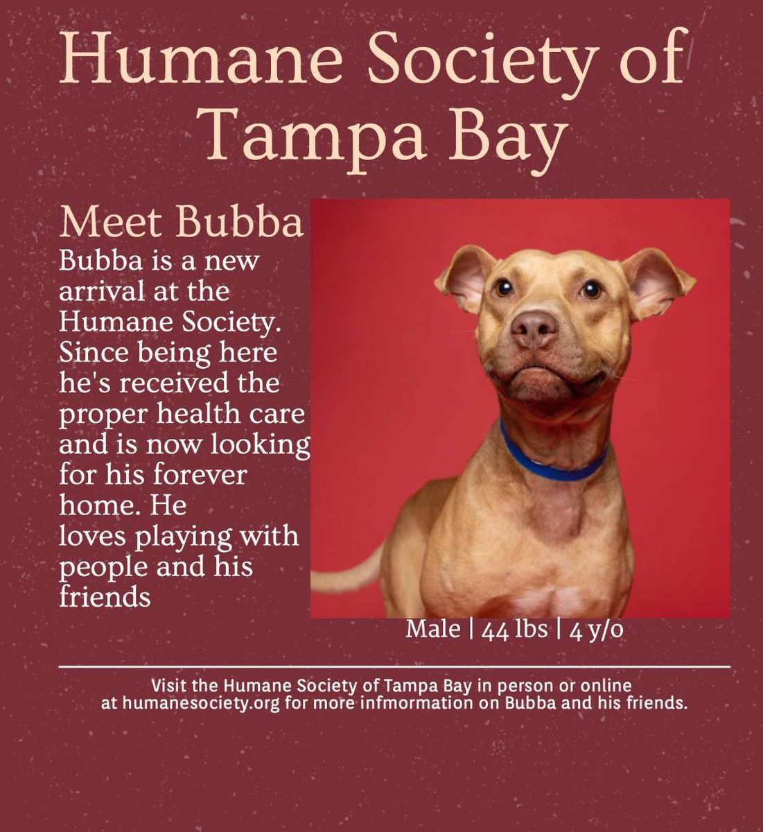 PawsUpTampa's tweet photo. https://t.co/28LMttmL83
