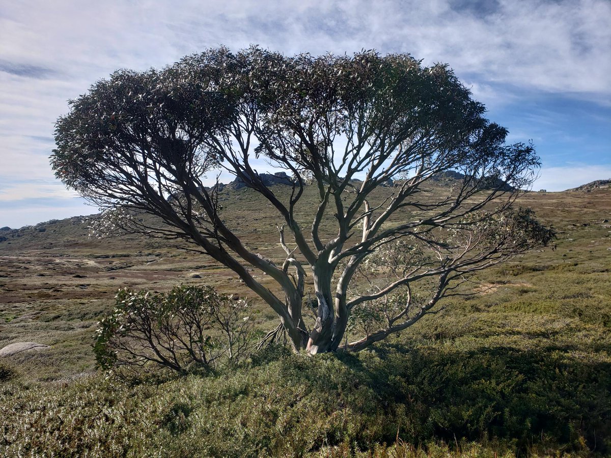 AustMountResFac tweet media